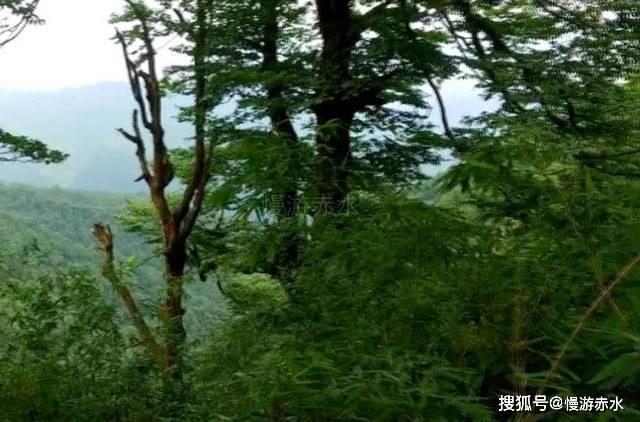硕大的苹果